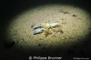 Leucistic crayfish by Philippe Brunner 